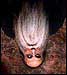 An amazing discovery: Bassist Leland Sklar, upside down, is DON KING!