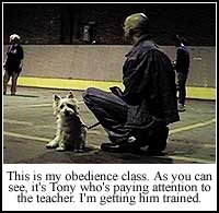 Obedience Class for Sherlock, or Tony?